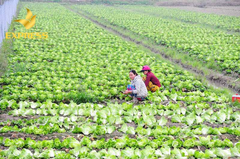 Đất ruộng vườn Hậu Giang có nên đầu tư vào hay không?